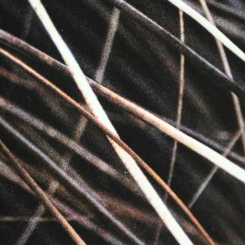 “Porcupine 1” Limited Edition Photograph ー堀谷 昇市