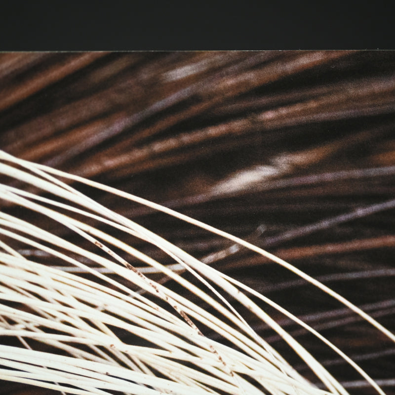 “Porcupine 1” Limited Edition Photograph ー堀谷 昇市