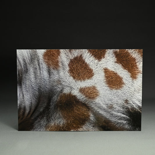 “Reticulated Giraffe 2” ー堀谷 昇市
