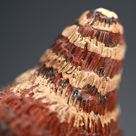 Red Coral Organism Container ー向井 奈生子 “蓋物 紅礁”