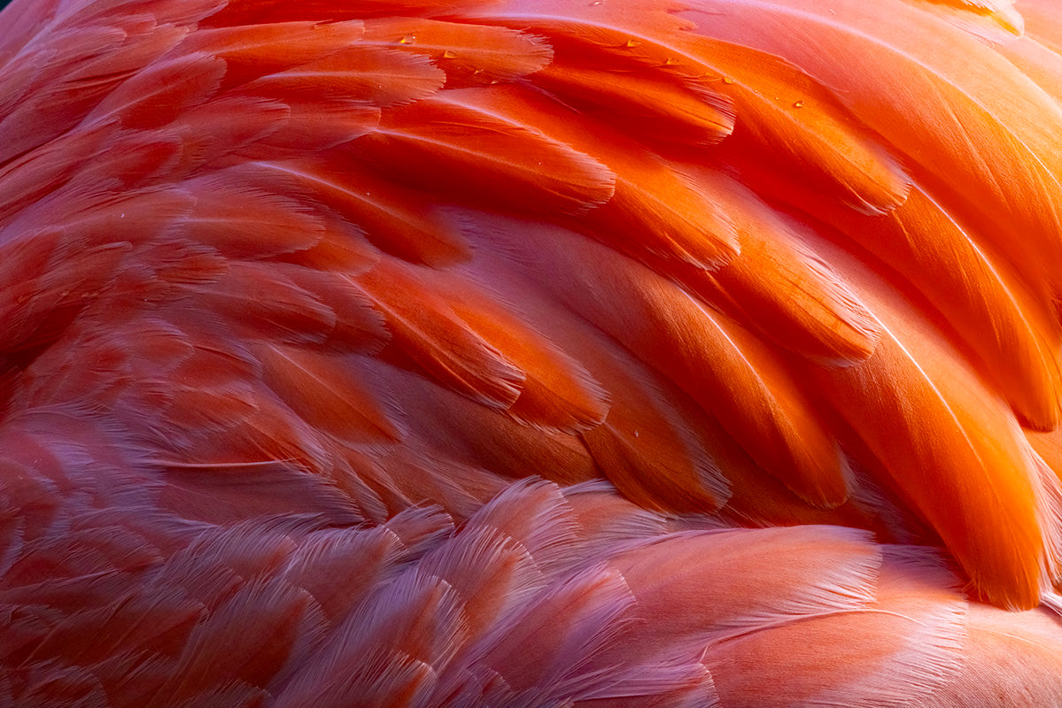 Contemporary Photograph ー堀谷 昇市 “Flamingo 1”