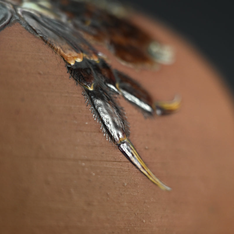 Crabby Vase ー宮川 香山 "素肌 蟹画 花瓶"