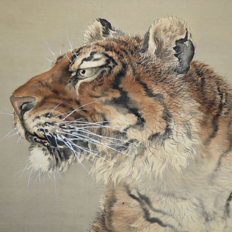 Superb Meiji period Tiger Scroll ー菊池 雲章“虎図”