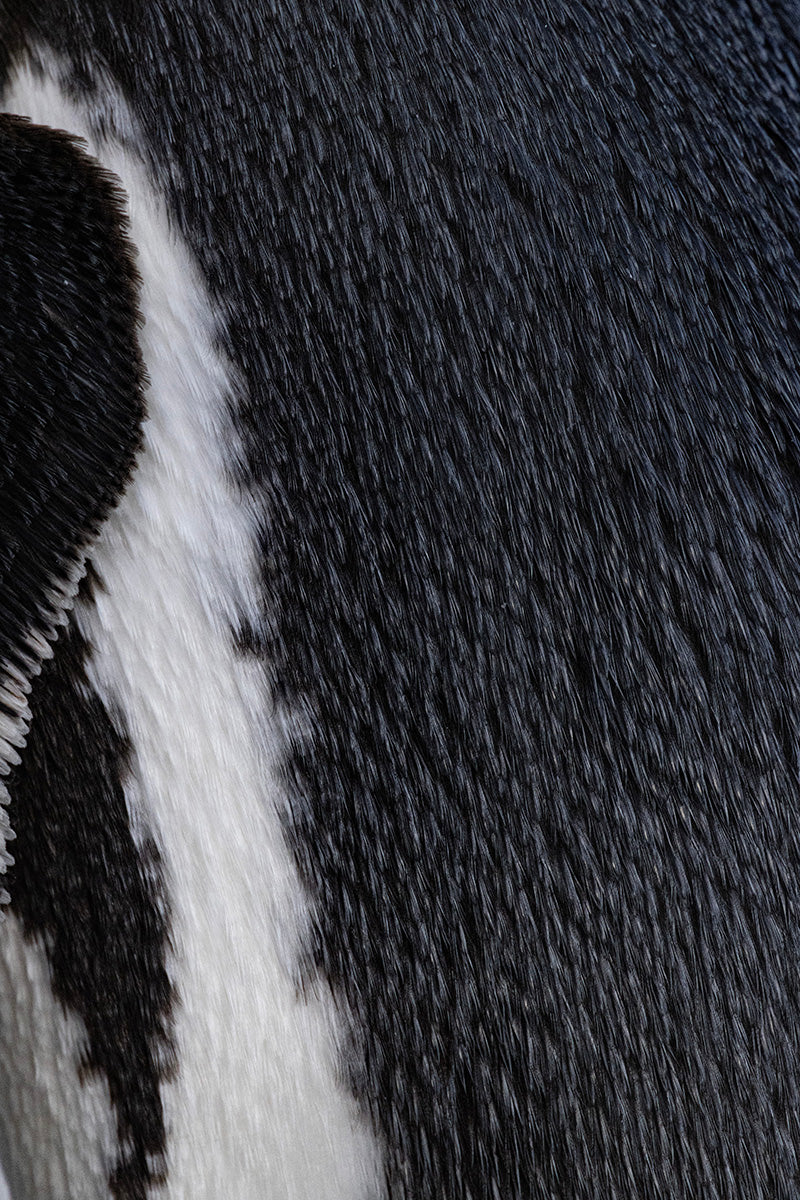 Mounted Photograph ー堀谷 昇市 “Jackass Penguin 1”