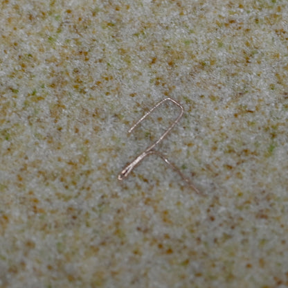 Cloisonne box (ginkgo leaves) ー石坂 久美子 “有線七宝蓋物 (いちょう)”