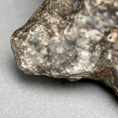 Spectacular Natural Bowl of Umimatsu Black Coral