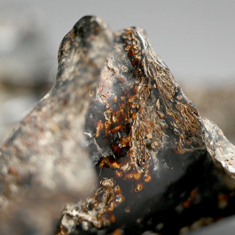 Spectacular Natural Bowl of Umimatsu Black Coral