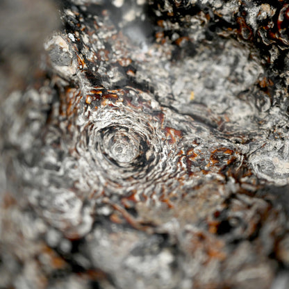 Spectacular Natural Bowl of Umimatsu Black Coral
