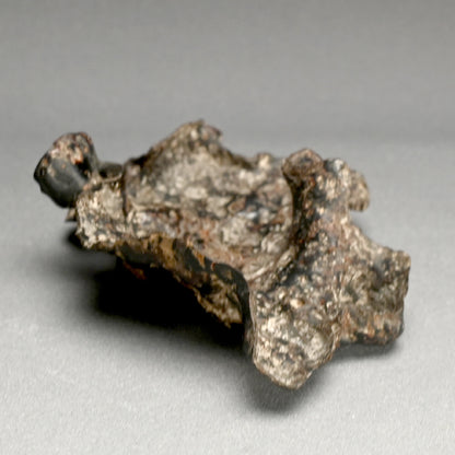 Spectacular Natural Bowl of Umimatsu Black Coral