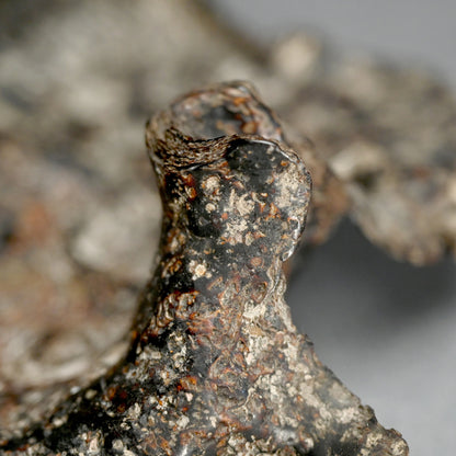 Spectacular Natural Bowl of Umimatsu Black Coral
