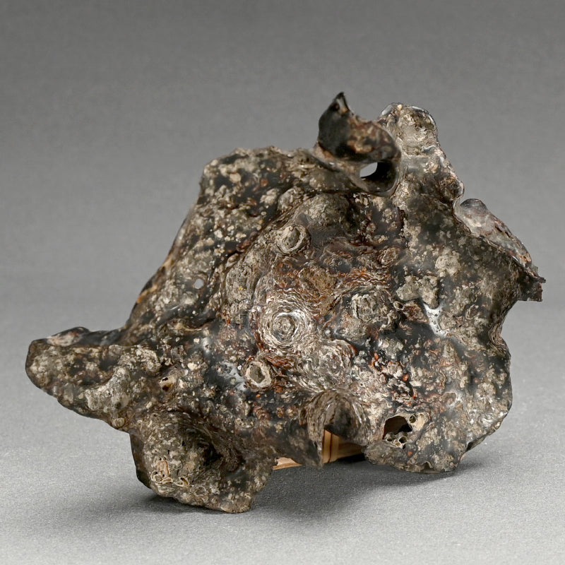 Spectacular Natural Bowl of Umimatsu Black Coral