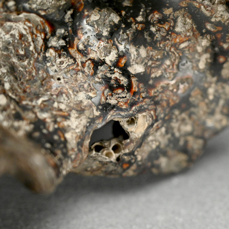 Spectacular Natural Bowl of Umimatsu Black Coral