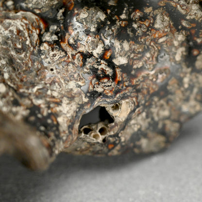 Spectacular Natural Bowl of Umimatsu Black Coral