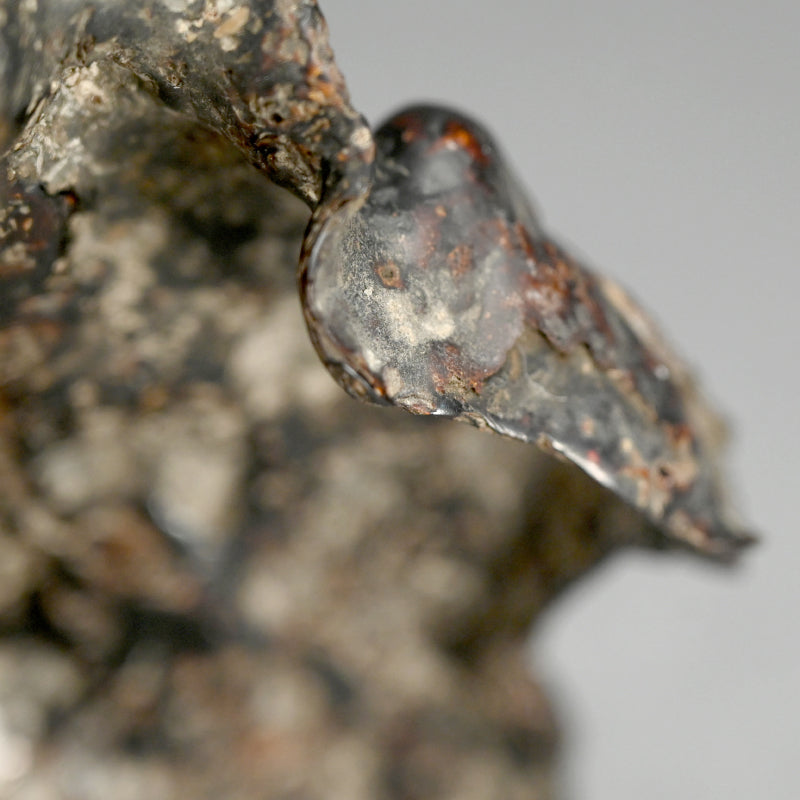 Spectacular Natural Bowl of Umimatsu Black Coral