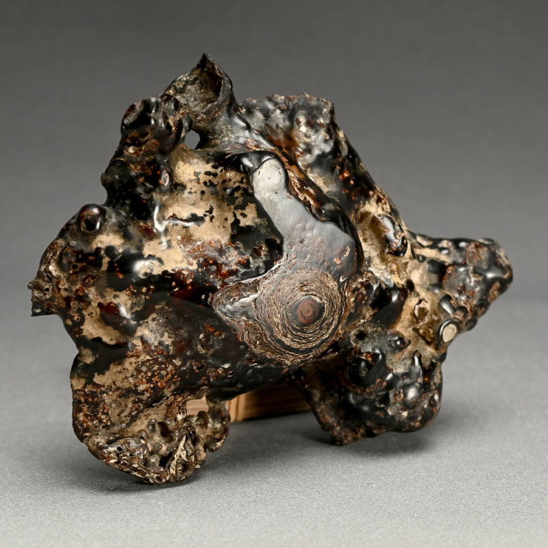 Spectacular Natural Bowl of Umimatsu Black Coral