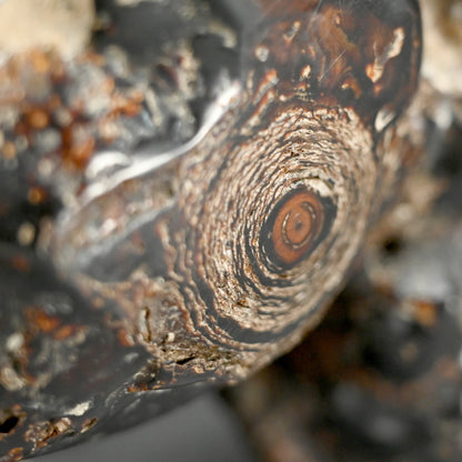 Spectacular Natural Bowl of Umimatsu Black Coral