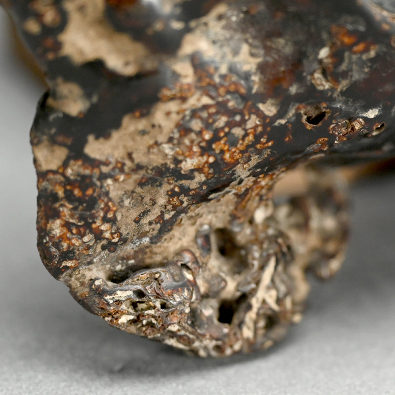Spectacular Natural Bowl of Umimatsu Black Coral