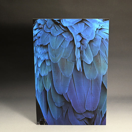 “Blue-and-yellow Macaw 1” ー堀谷 昇市
