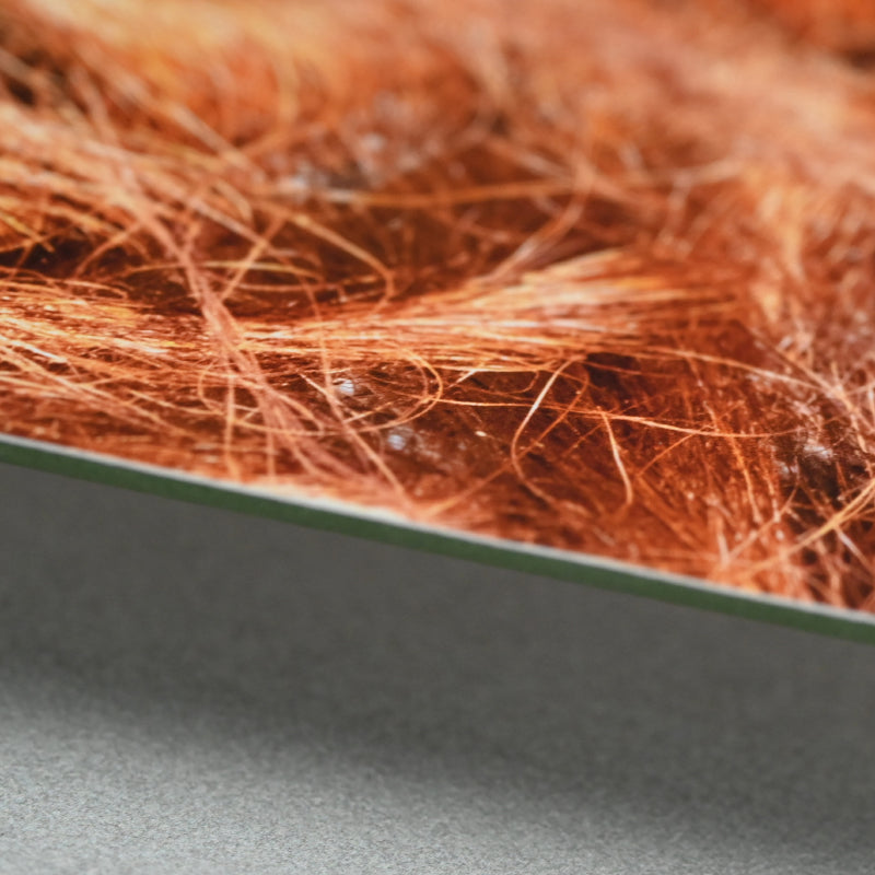“Borneo Orangutan 1” Numbered Photograph ー堀谷 昇市