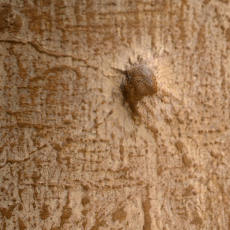 Important Work, Radiance ー下村 良之介 “散暉”