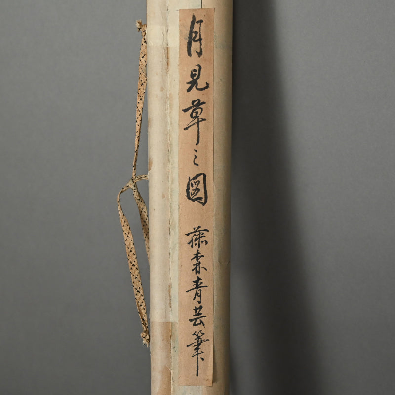 Evening Primrose ー藤森 青芸 “月見草之図”