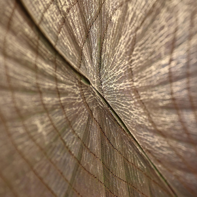 Sublime Inami Wood Carving, Lilly Pond ー川原 正士 “睡蓮”