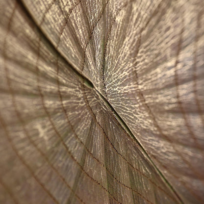 Sublime Inami Wood Carving, Lilly Pond ー川原 正士 “睡蓮”