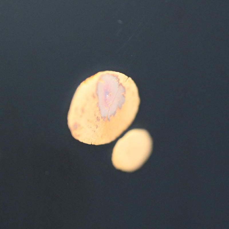 蝶付漆花瓶 ー井波唯志 「花器」