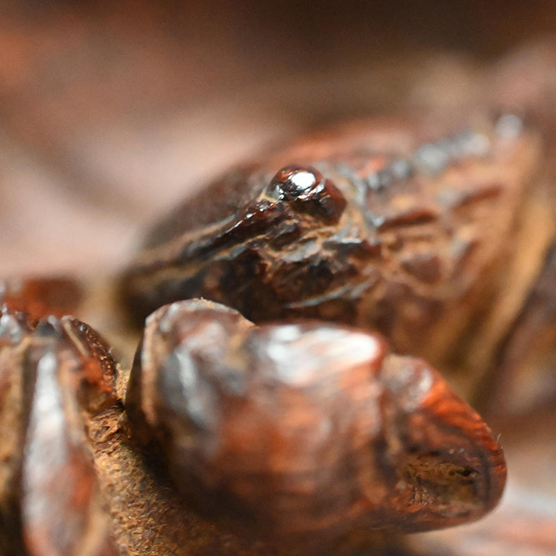 Large Carved Wood Habon Lotus Leaf Tea Tray by Senseki