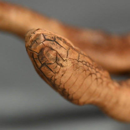 Antique Japanese Root-Wood Carved Snake
