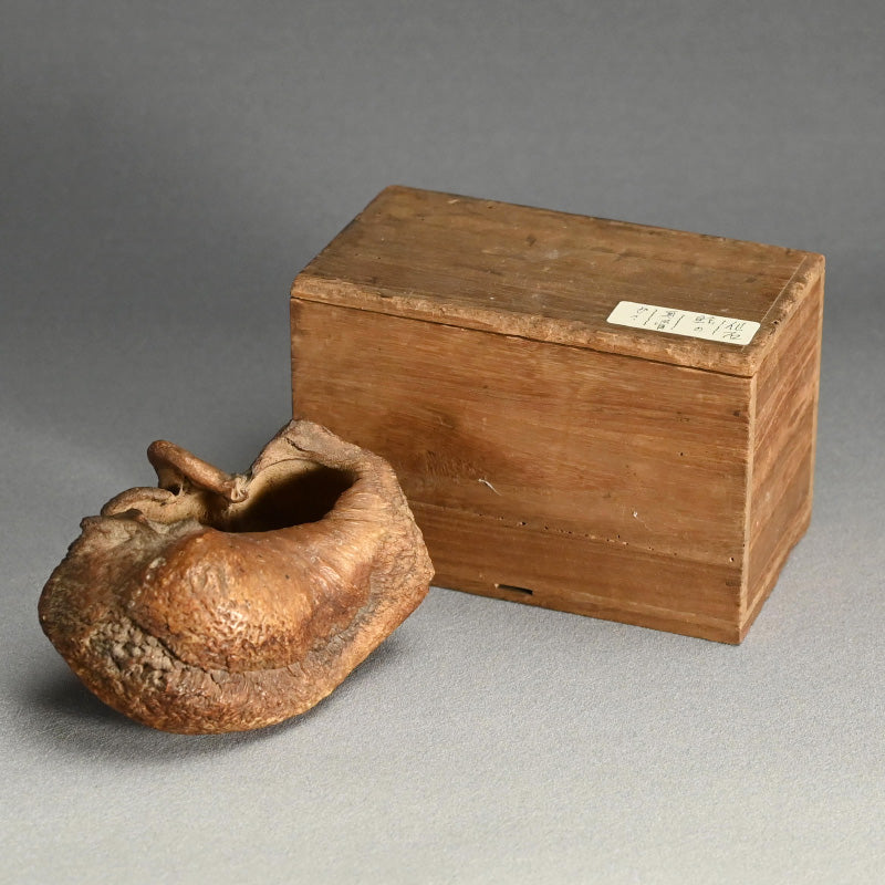 Scholar Studio Decoration, Natural Stone Pod, Fossil?
