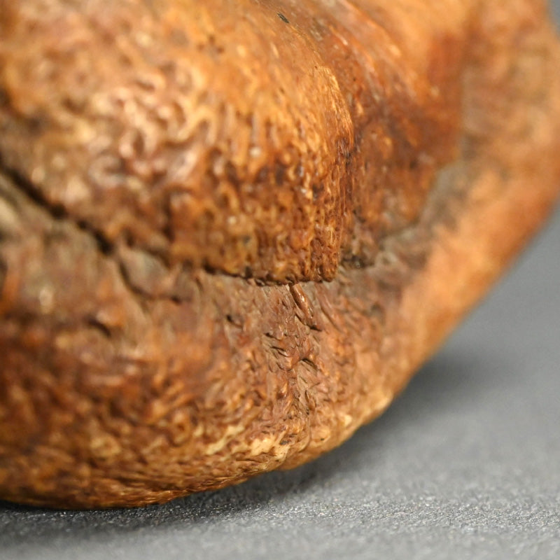 Scholar Studio Decoration, Natural Stone Pod, Fossil?