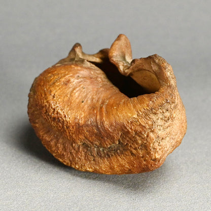 Scholar Studio Decoration, Natural Stone Pod, Fossil?