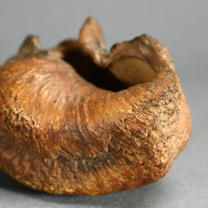 Scholar Studio Decoration, Natural Stone Pod, Fossil?