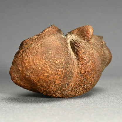 Scholar Studio Decoration, Natural Stone Pod, Fossil?