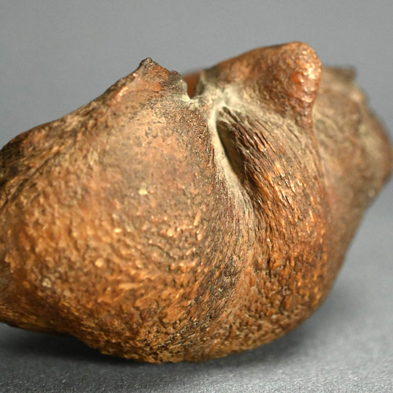 Scholar Studio Decoration, Natural Stone Pod, Fossil?