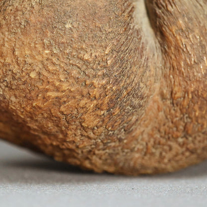 Scholar Studio Decoration, Natural Stone Pod, Fossil?