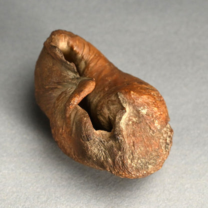 Scholar Studio Decoration, Natural Stone Pod, Fossil?