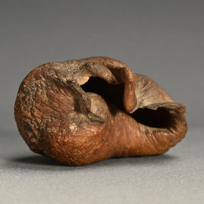 Scholar Studio Decoration, Natural Stone Pod, Fossil?