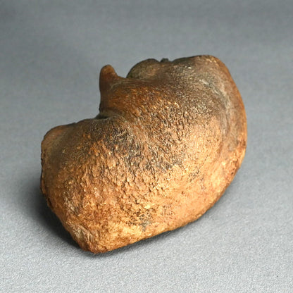 Scholar Studio Decoration, Natural Stone Pod, Fossil?