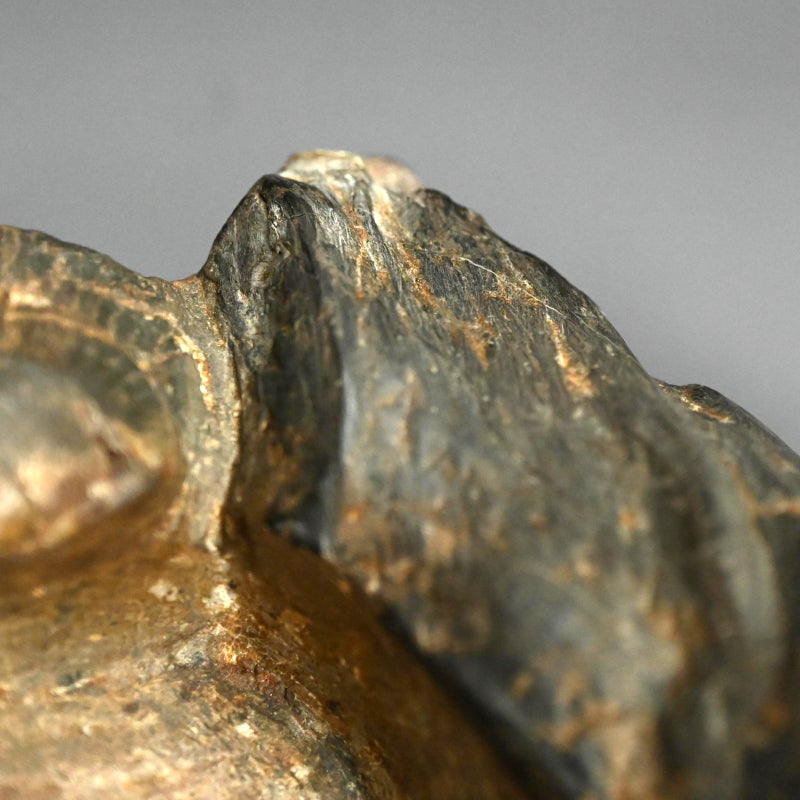 日本の古代の化石硯石