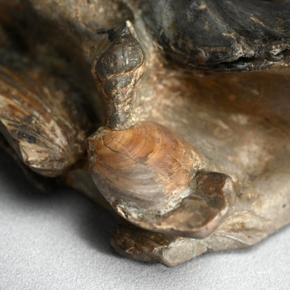 日本の古代の化石硯石