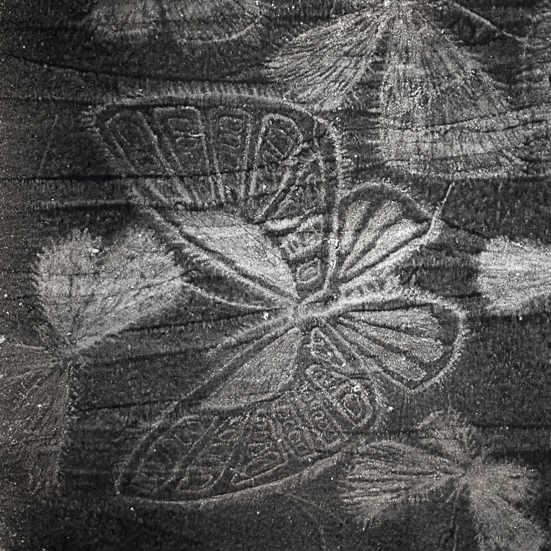 Untitled, monotype, circa 1965, Butterflies ー野村 耕