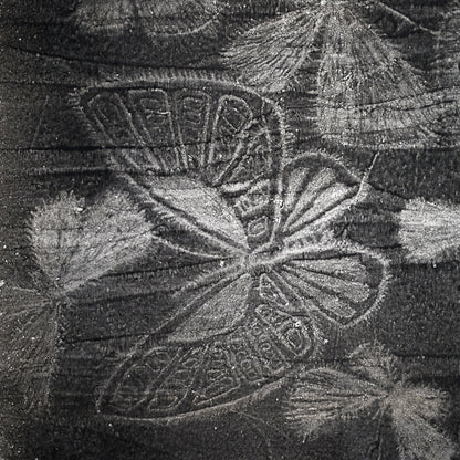 Untitled, monotype, circa 1965, Butterflies ー野村 耕