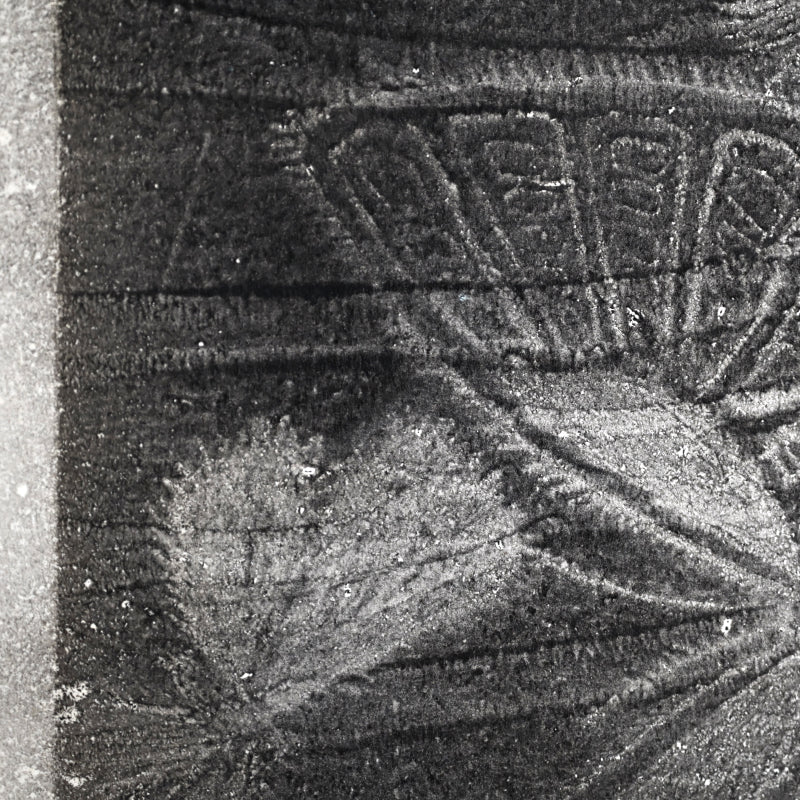 Untitled, monotype, circa 1965, Butterflies ー野村 耕