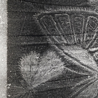 Untitled, monotype, circa 1965, Butterflies ー野村 耕