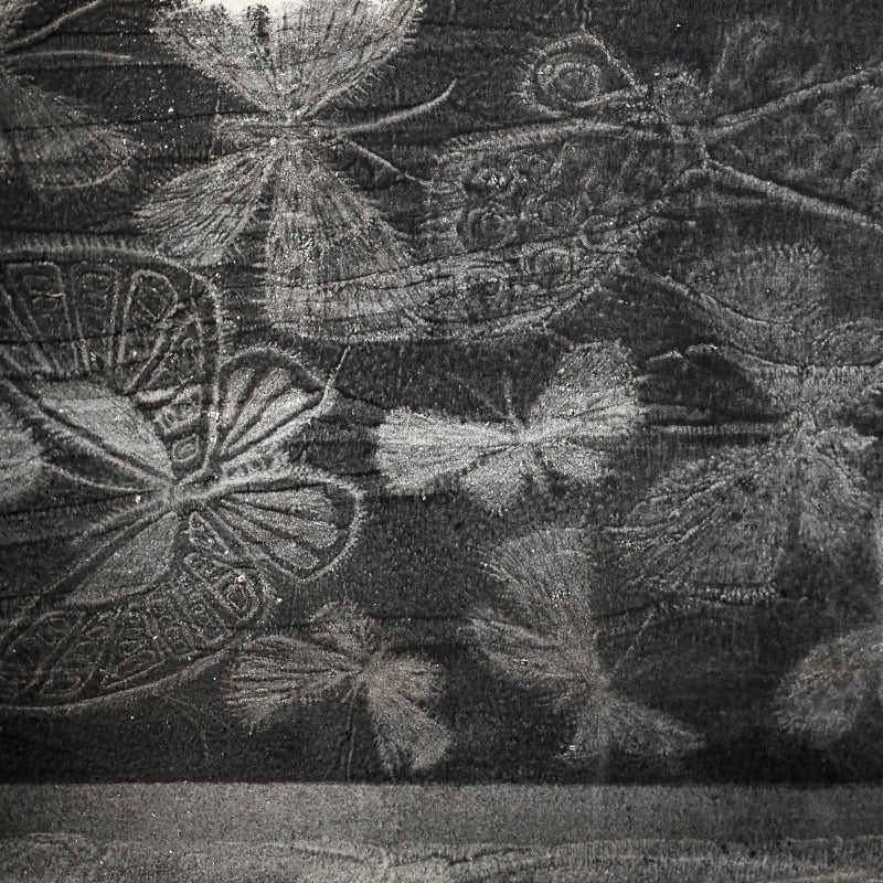 Untitled, monotype, circa 1965, Butterflies ー野村 耕
