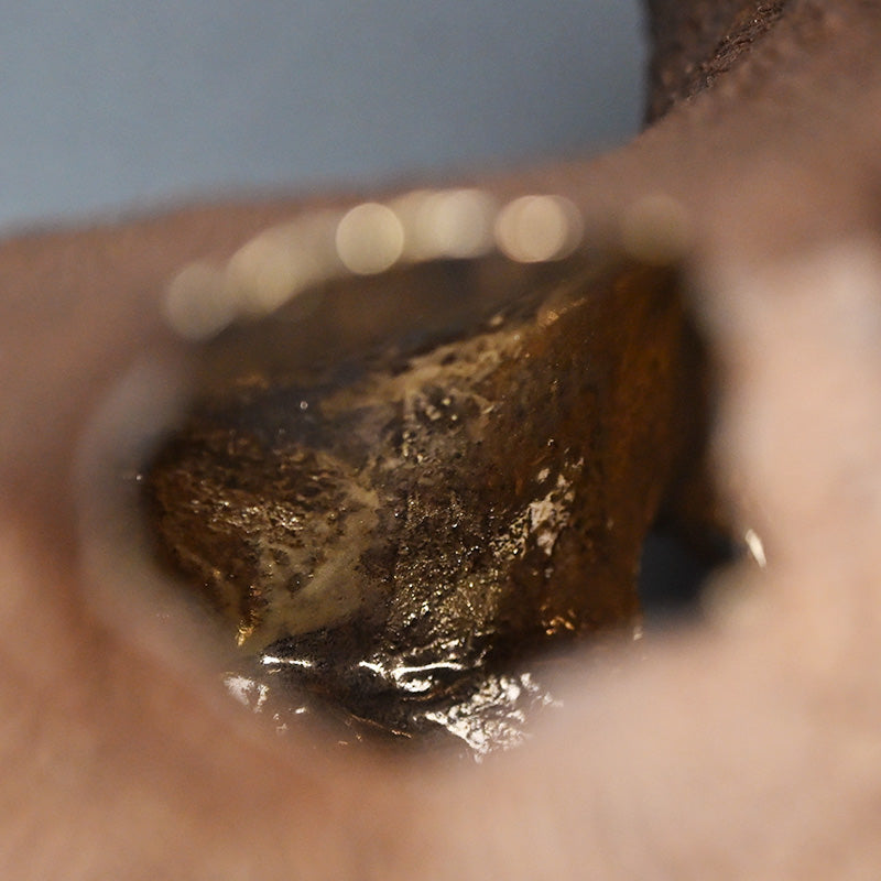 Young Female Artist Gold Glazed Ceramic Sculpture ー向井 奈生子 “土の皮Ⅳ”