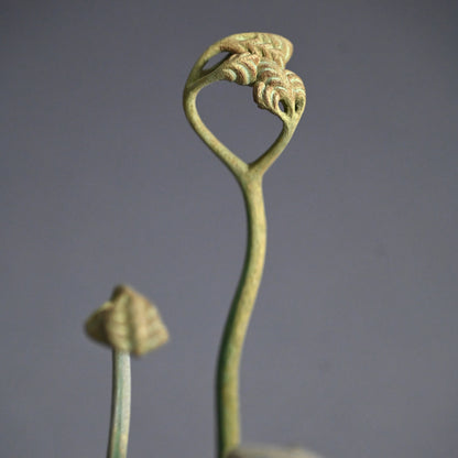 Exquisite Carved Wooden Sculpture, Gecko ー神保 雅 “守宮”