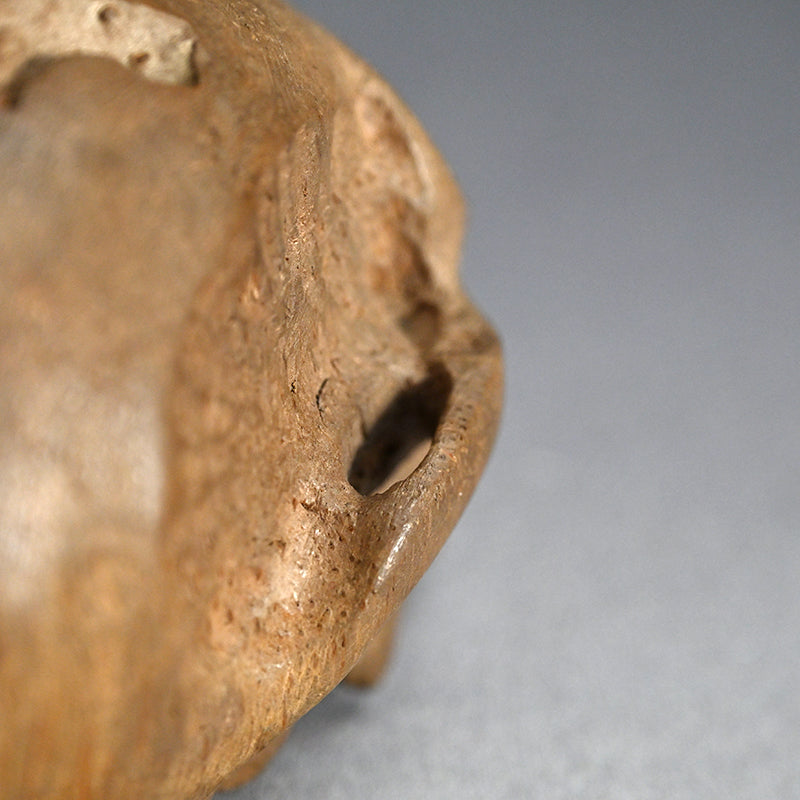 Antique Japanese Chikkon Carved Bamboo-Root Skull